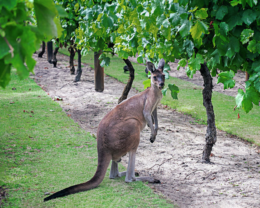 Hopping through the Vines Photograph by Catherine Reading