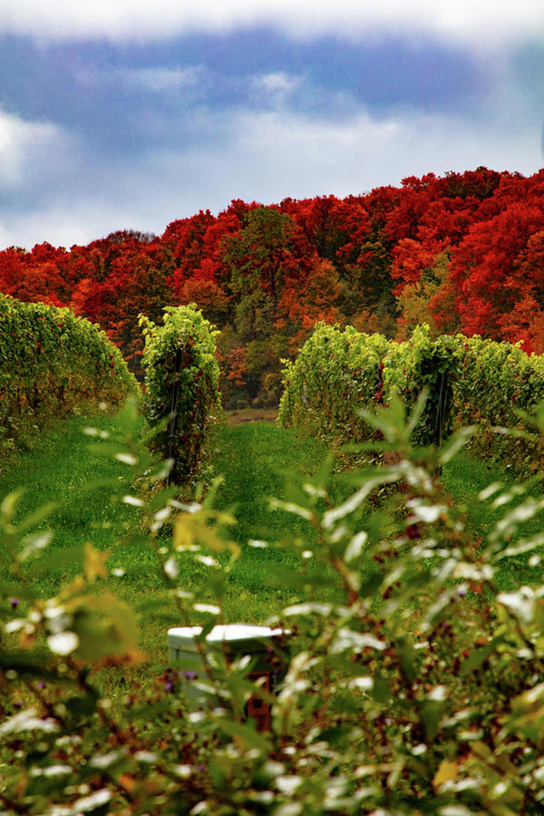 Hops and fall colors in northern Michigan Photograph by Eldon McGraw