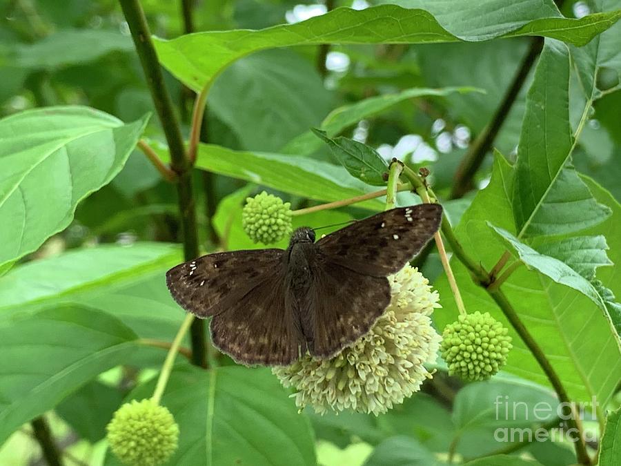 Horace Duskywing Photograph by Catherine Wilson