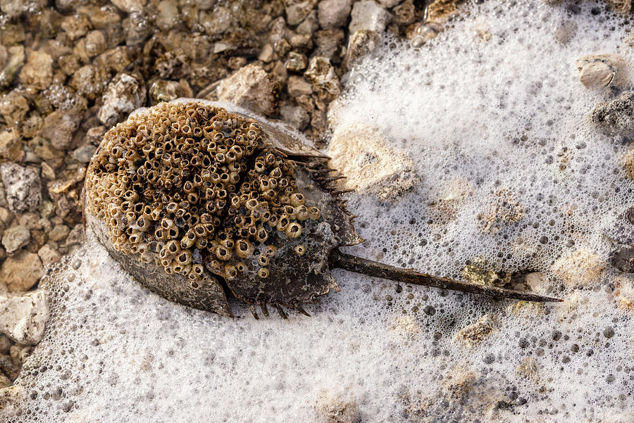 Horeshoe crab and sea foam Photograph by Bradford Martin