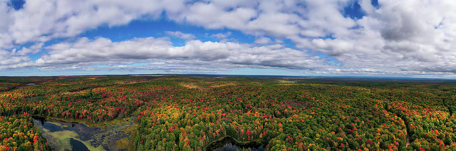 Horizontal Landscape Autumn Forest Photograph by Sandra Js