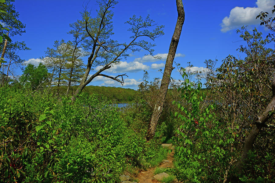 Horizontal Spring Green NJ Appalachian Trail  Photograph by Raymond Salani III