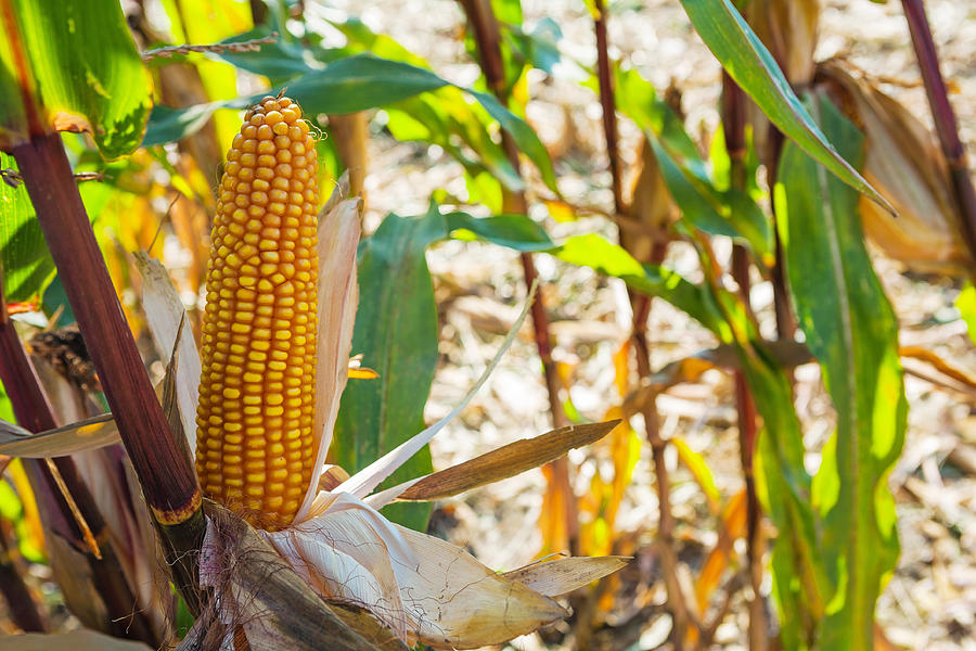Horizontal Version Close Up View On Ear Of Maize Corn Photograph by Mihalec
