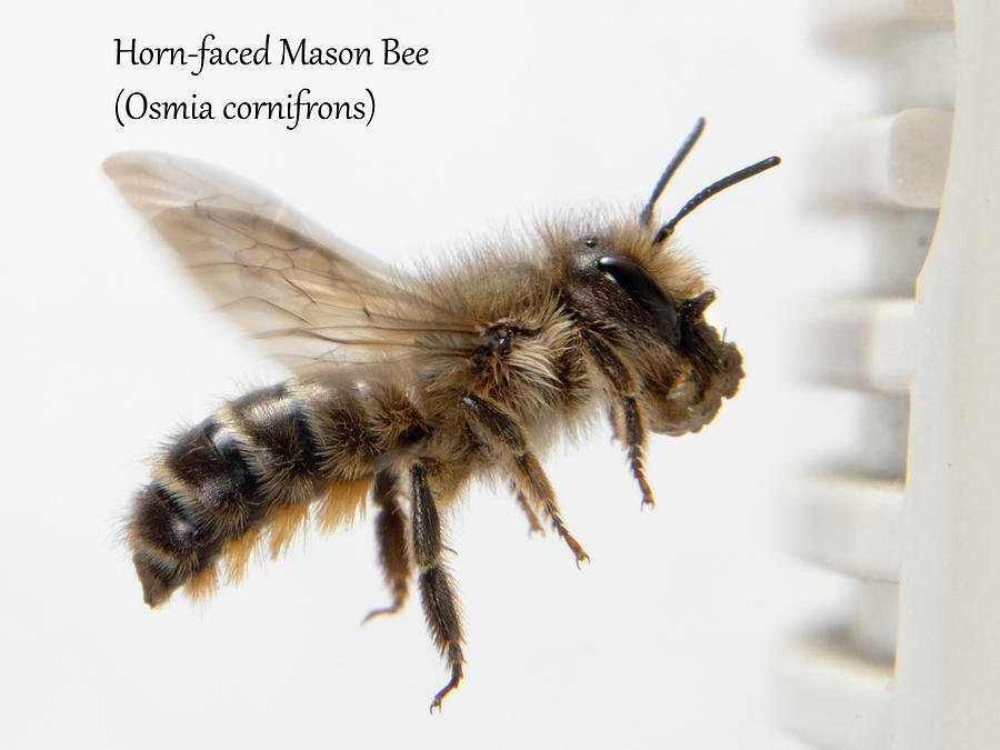Horn-faced Mason Bee Photograph by Mark Berman