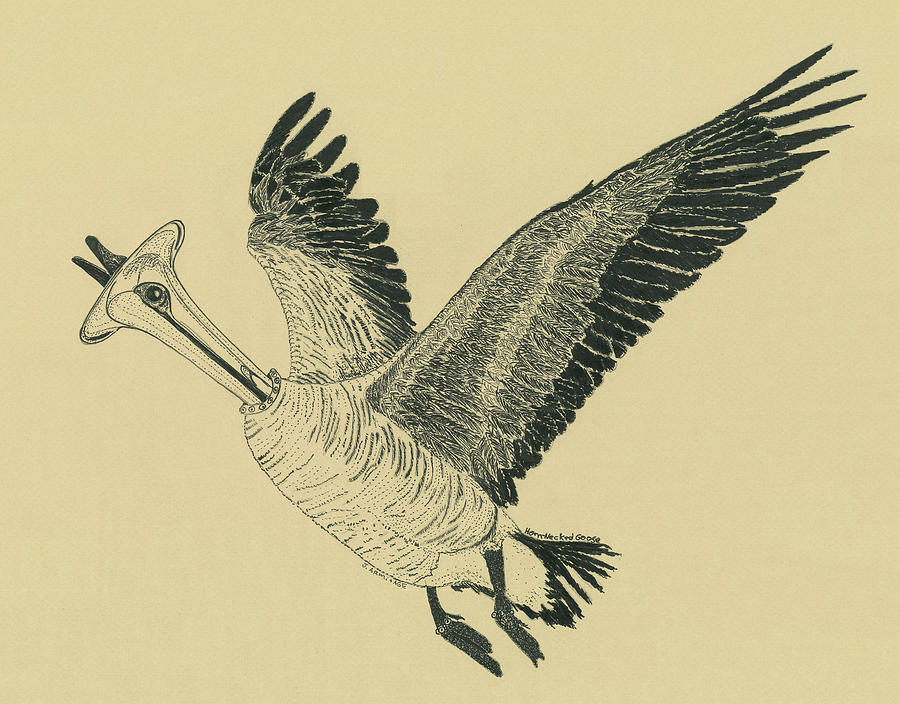 Horn Necked Goose Drawing by Jenny Armitage