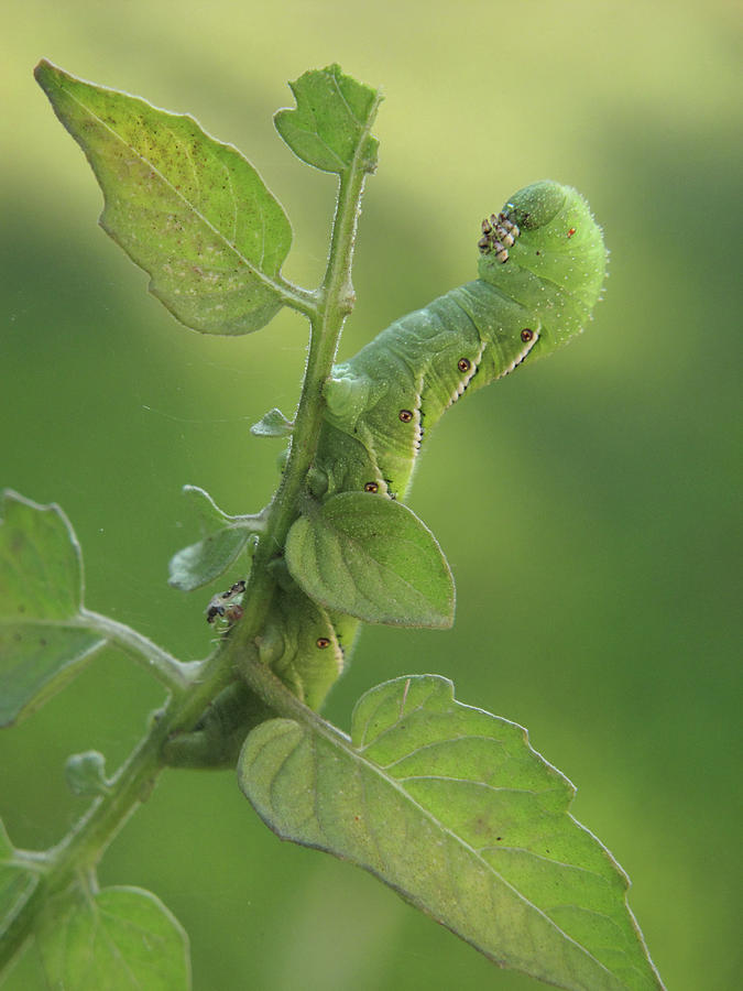Horn Worm on Tomato Plant Photograph by David and Carol Kelly
