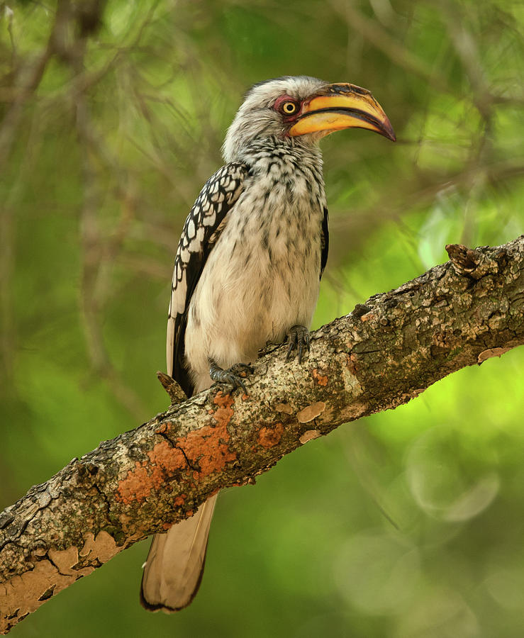 Hornbill Photograph by Iain Tall - Fine Art America