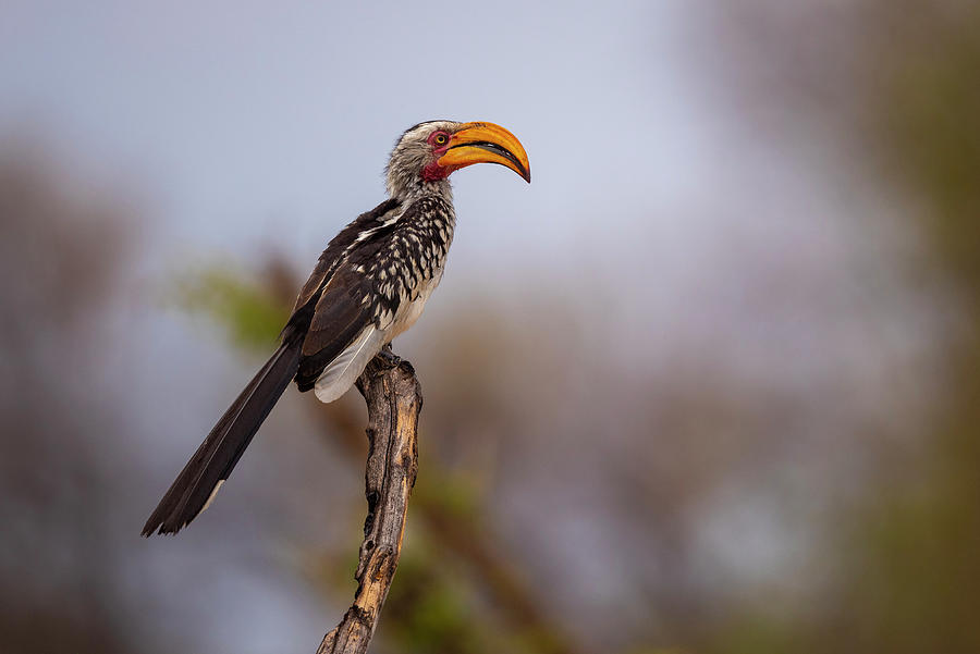 Hornbill of South Africa Photograph by Bill Cubitt