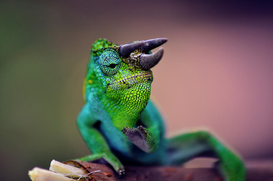 Horned Chameleon Photograph by Matti Barthel