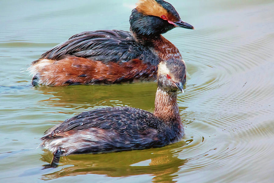 Horned Grebe and yearling Digital Art by Jerry Dalrymple Horned Grebe and yearling Digital Art by Jerry Dalrymple