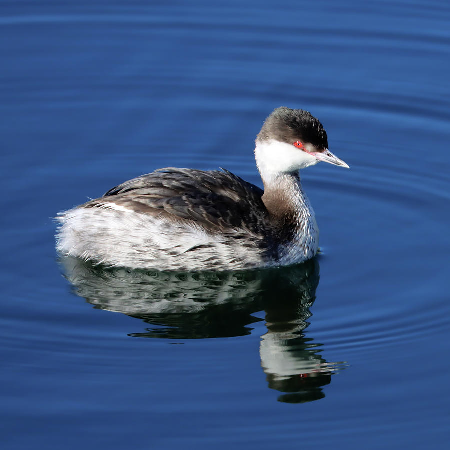 Horned Grebe at Rest Photograph by Joseph Siebert - Fine Art America