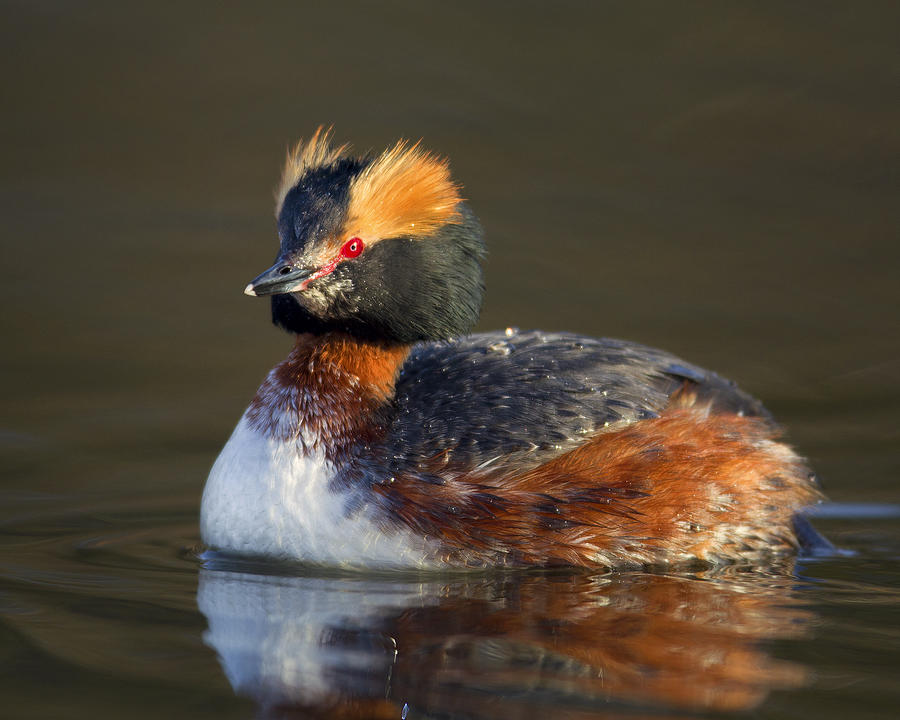 Horned Grebe  Photograph by Timothy McIntyre