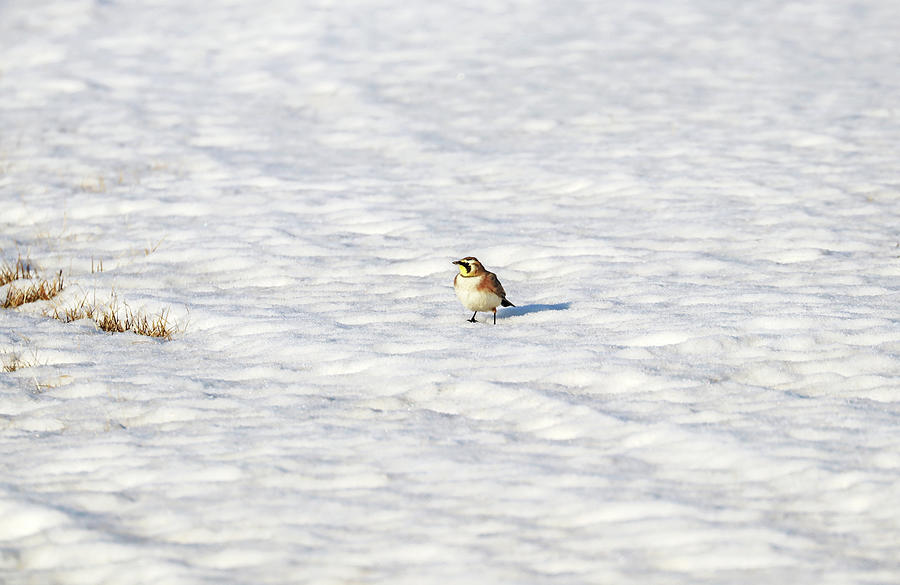 Horned Lark In Snow Photograph by Debbie Oppermann
