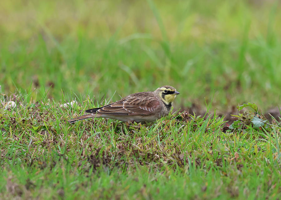 Horned Lark in the Grass Photograph by Marlin and Laura Hum - Fine Art ...