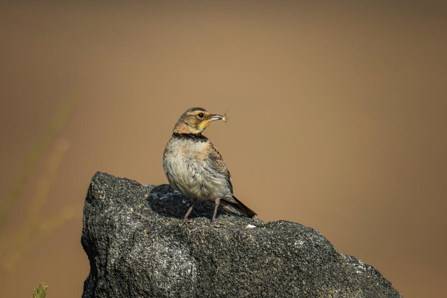 Horned Lark With An Insect Photograph