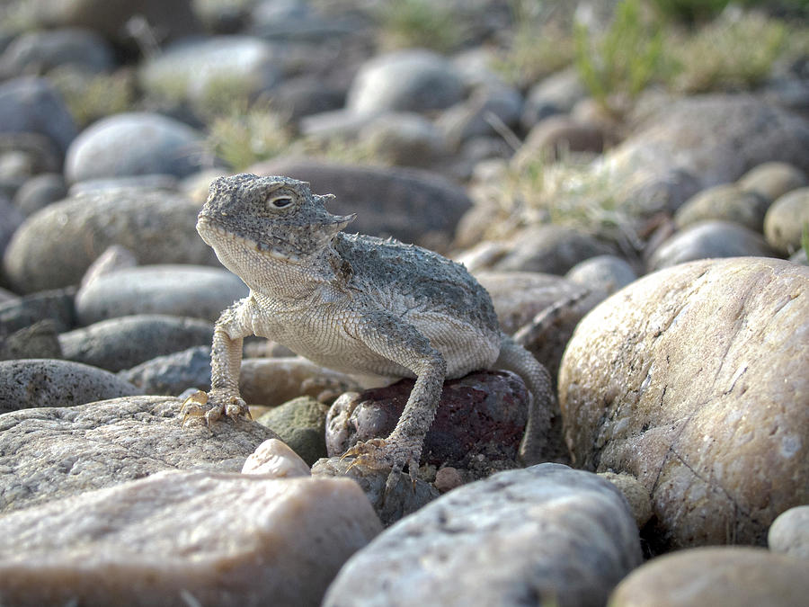Horned Lizard New Mexico Photograph by Mary Lee Dereske