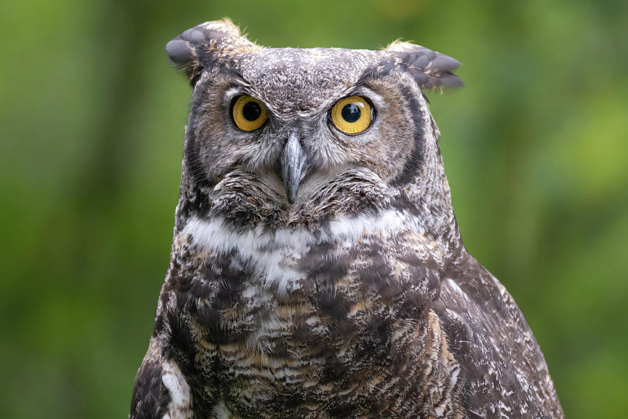 Horned Owl-1 Photograph by John Kirkland