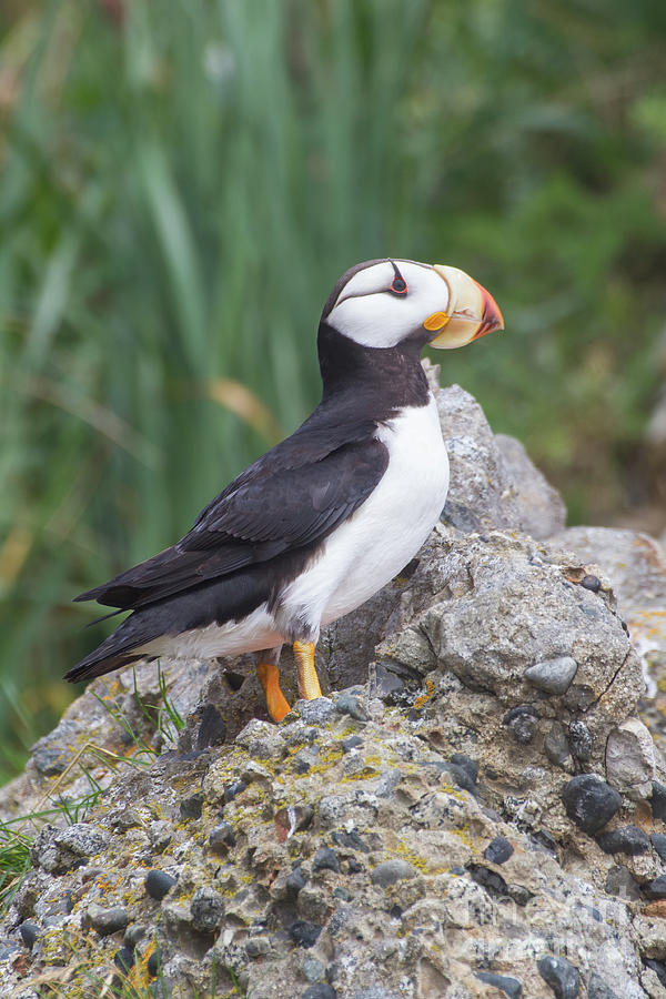 Horned Puffin Photograph by Chris Scroggins