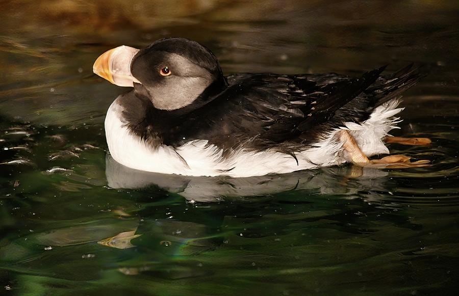 Horned Puffin Goes for a Swim Photograph by Richard Bryce and Family