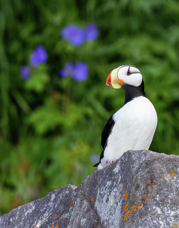 Horned Puffin Photograph by Max Waugh