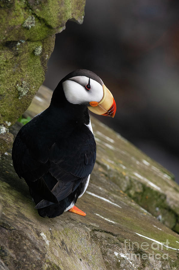 horned puffin baby