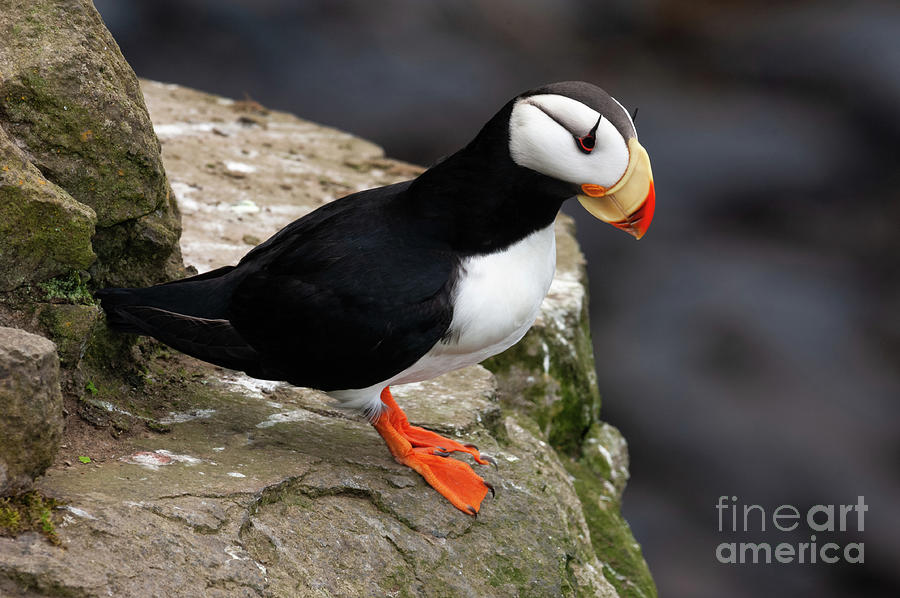 horned puffin baby