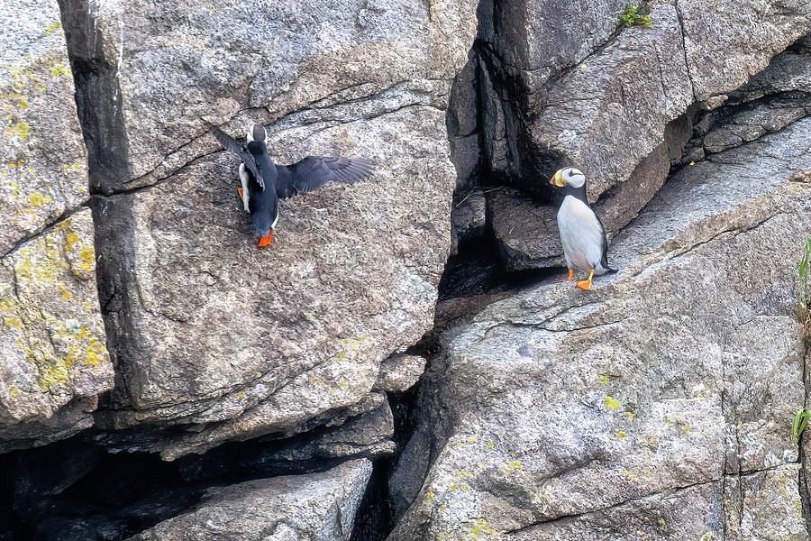 Horned Puffins on the Cliff Photograph by Belinda Greb