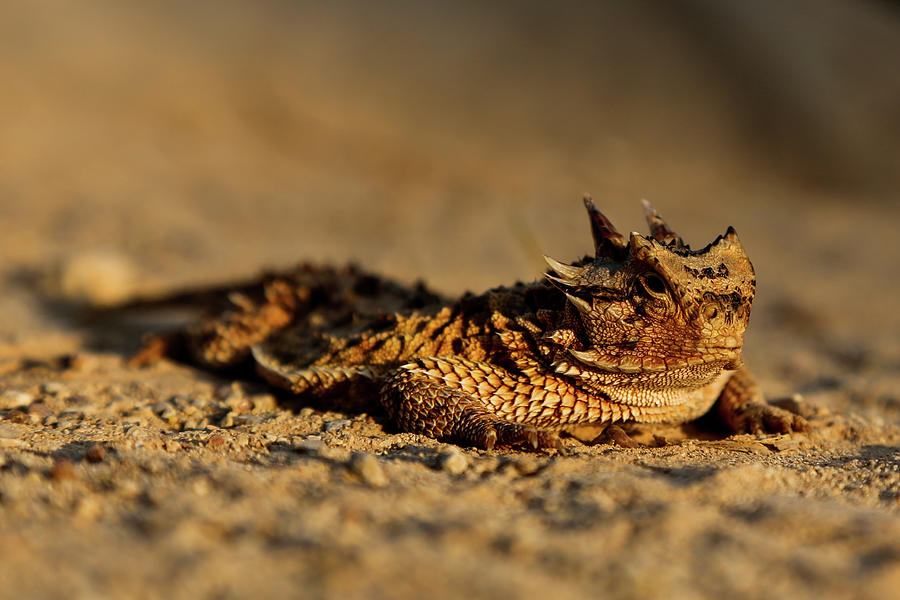 Horned Toad in Texas Photograph by Steve Templeton