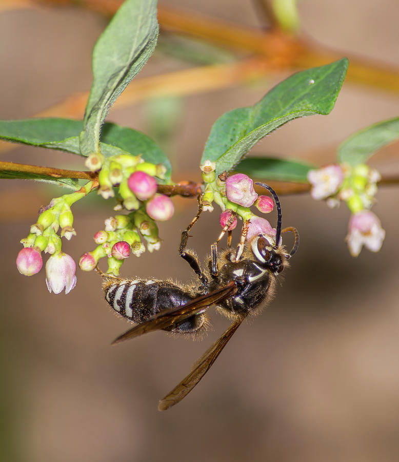 Hornet Feeding On Snowberry Flower Nectar Photograph