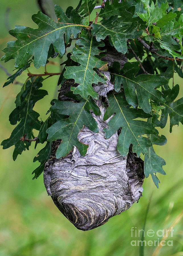 Hornet Nest Photograph by Shirley Dutchkowski