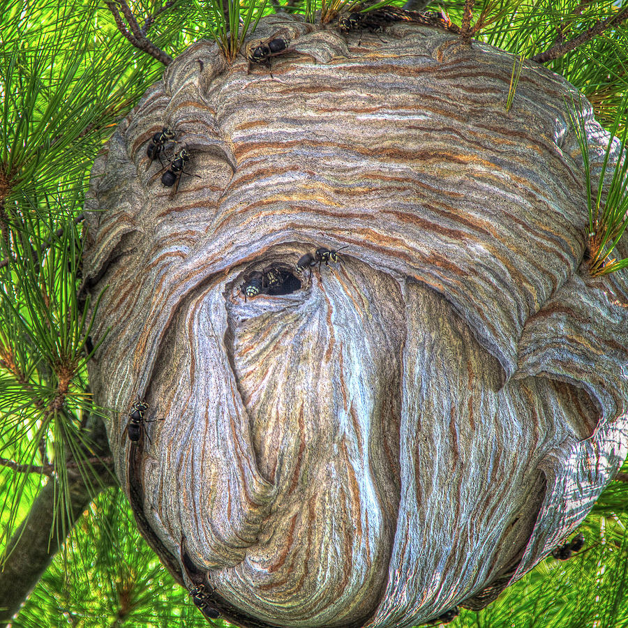 Hornets Nest Photograph by Eden Watt Hornets Nest Photograph by Eden Watt