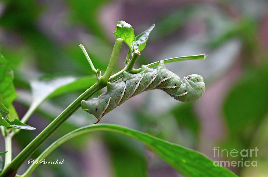 Hornworm Chomp and Chew Photograph by Debby Pueschel
