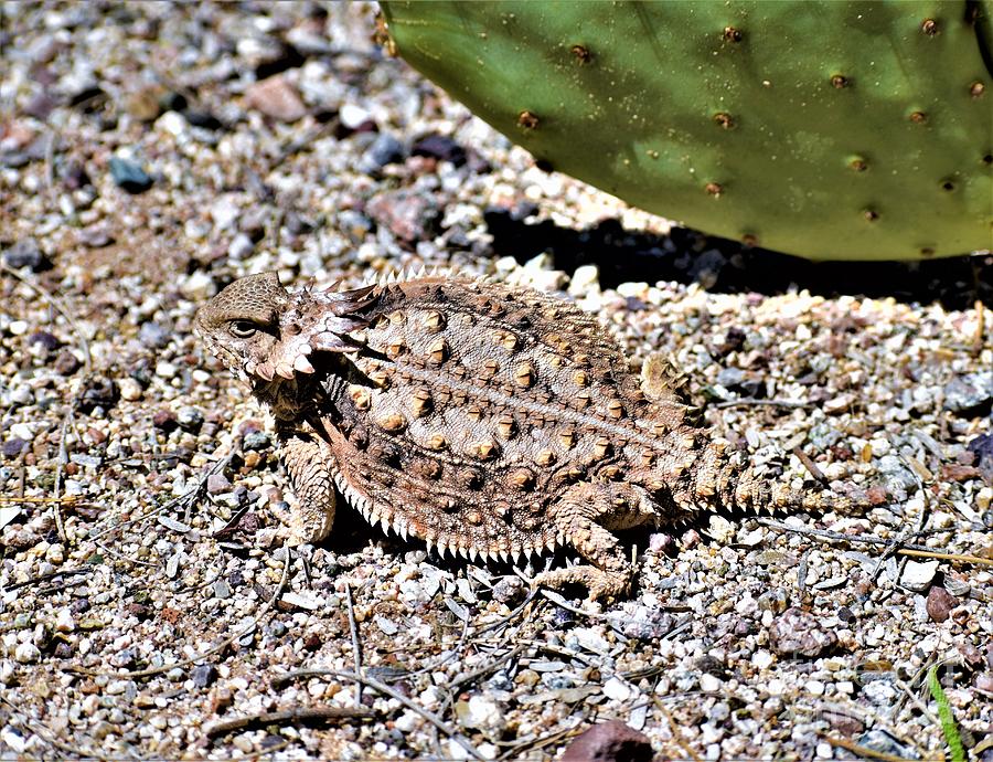 Horny Toad Hesitation Photograph by Janet Marie