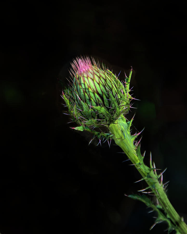 Horrible Thistle - Cirsium horridulum Photograph by Mitch Spence
