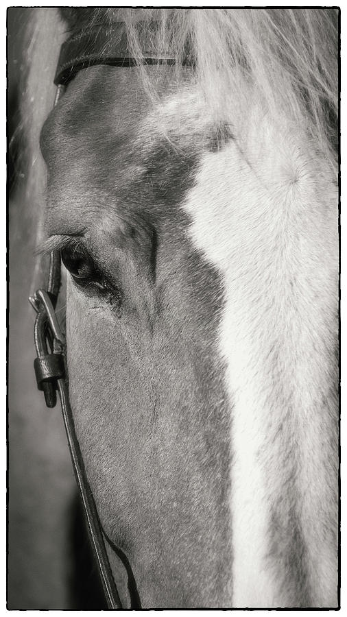 Horse 2  Photograph by Harriet Feagin