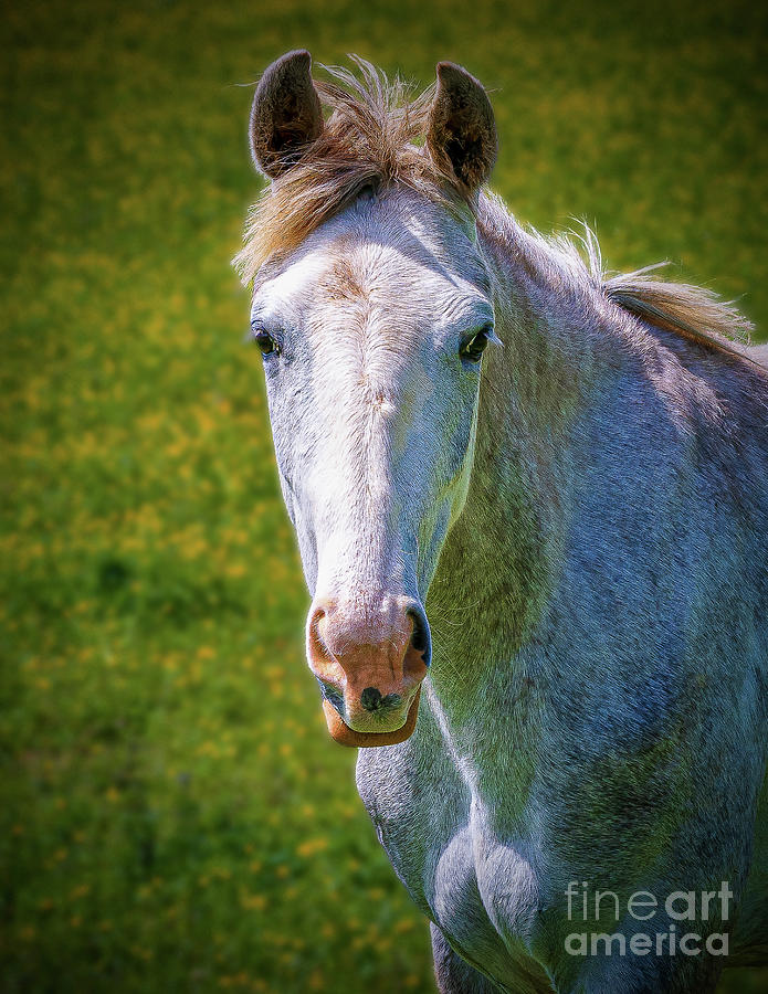 Horse 2 Photograph by Nick Zelinsky Jr