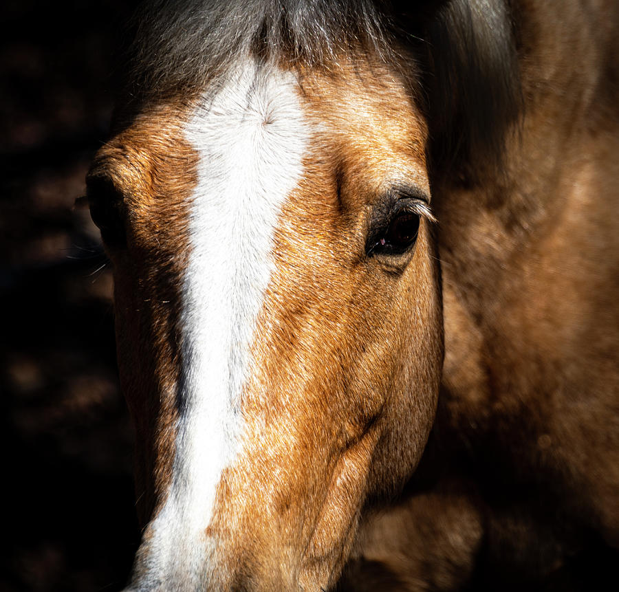 Horse Photograph - Horse 2 by Phil And Karen Rispin