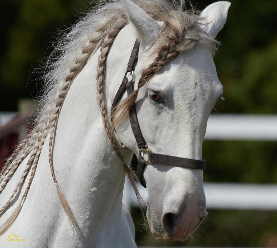 Horse Actor Photograph by Juan Pablo Leiva - Fine Art America