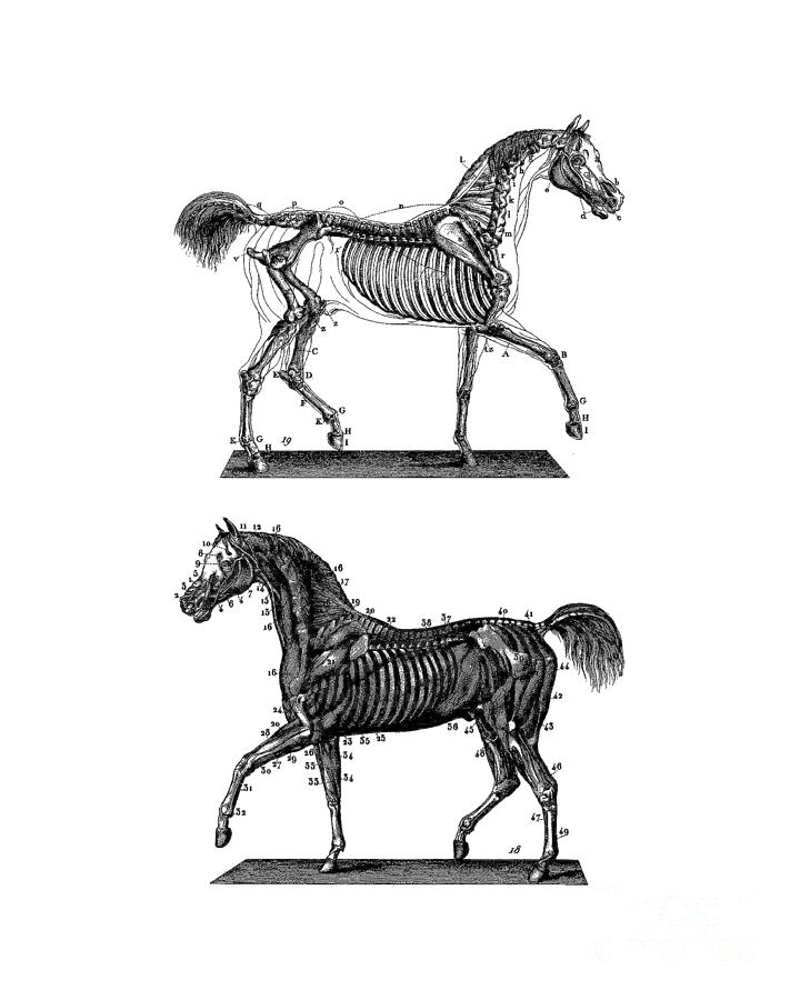 Horse Digital Art - Horse Anatomy Chart by Madame Memento