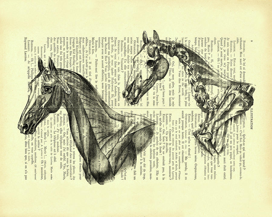 Horse Mixed Media - Horse Anatomy by Madame Memento