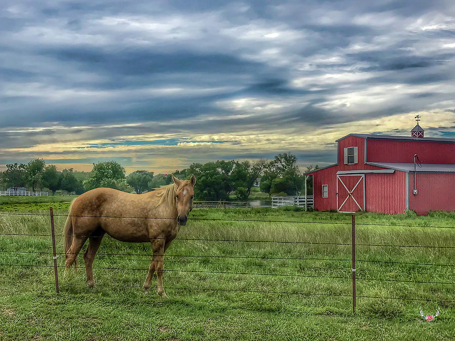 Horse and Barn Photograph by Pam Rendall