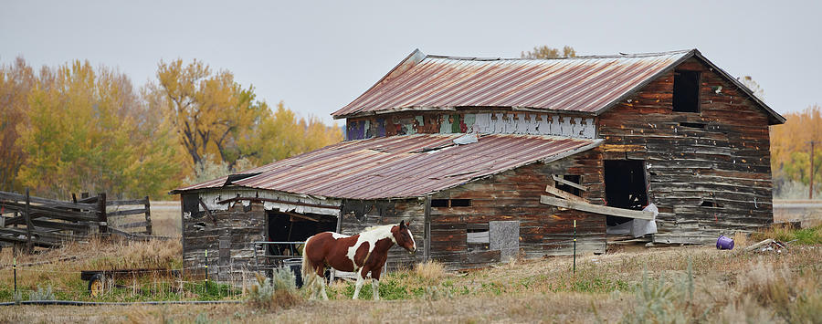 Horse And Barn Photograph by Paul Freidlund