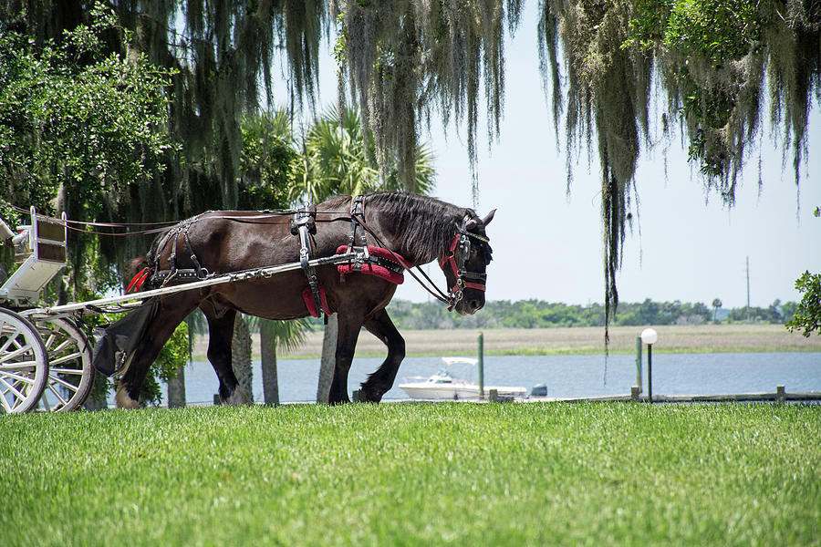 Horse and Boat Jekyll Island Photograph by Bruce Gourley