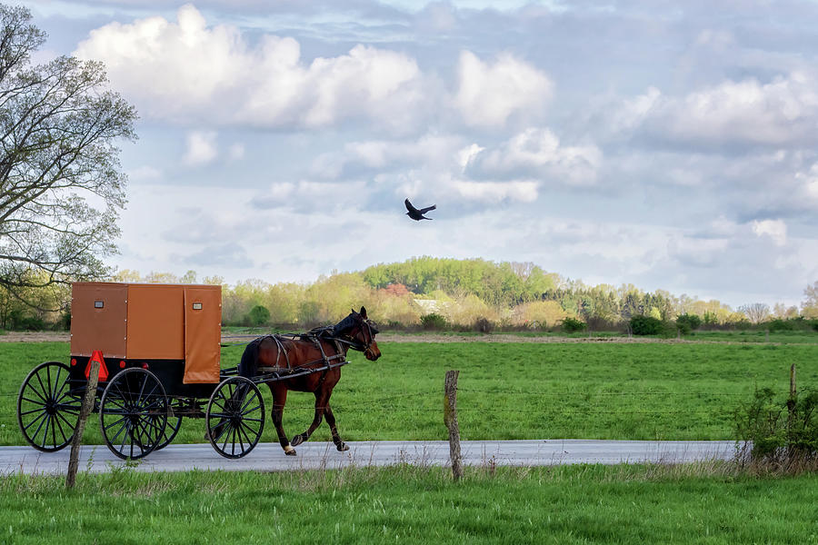Horse and Brown Capped Buggy - Lawrence County, PA Photograph by Susan Rissi Tregoning