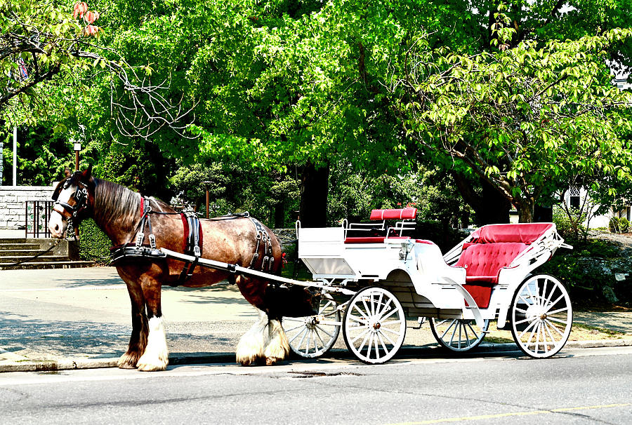 Horse And Buggy Photograph