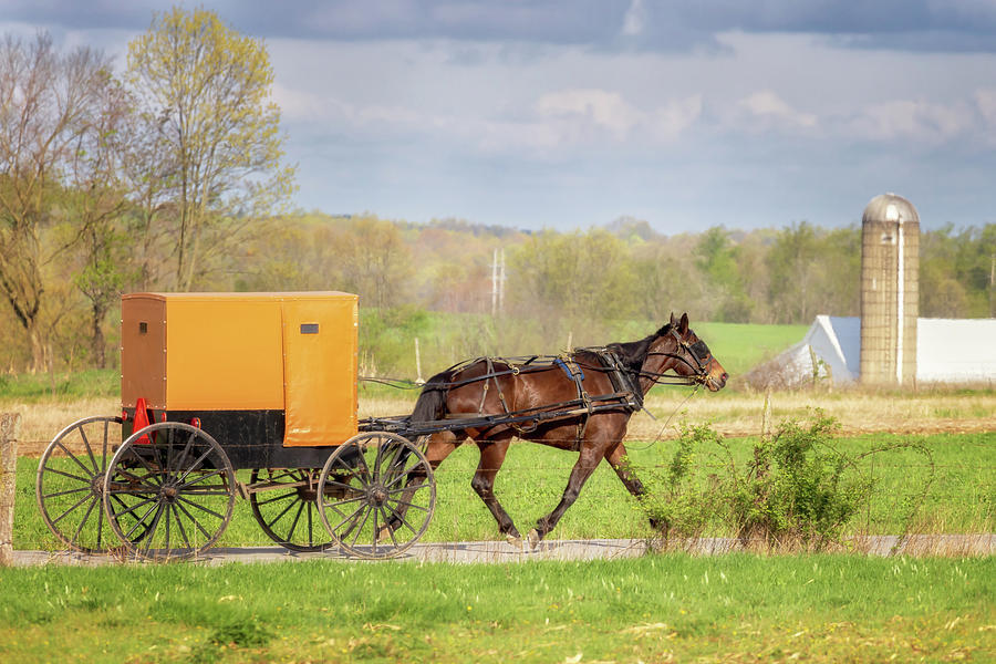 Horse and Buggy - Lawrence County, PA Photograph by Susan Rissi Tregoning