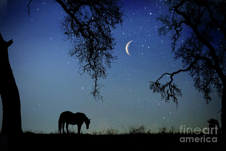 Horse and Crescent Moon with Oak Trees Starry Night Surreal Fantasy Photograph by Stephanie Laird