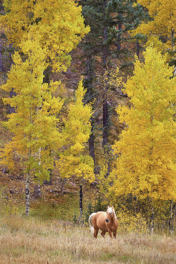 Horse and Golden Aspens Photograph by Bob Falcone