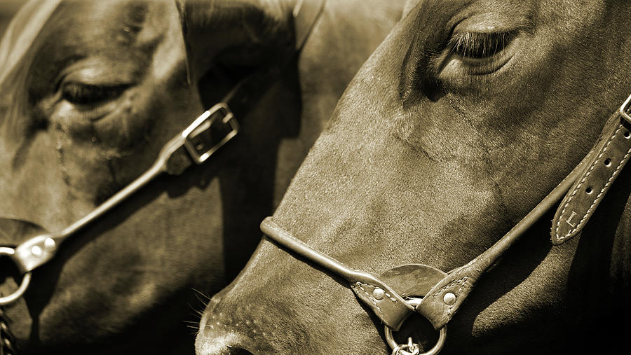 Horse Photograph - Horse and Leather by Karol Livote