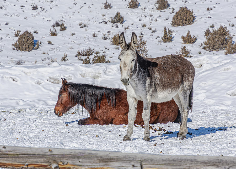 Horse and Mule in Snow Photograph by Stephen Johnson